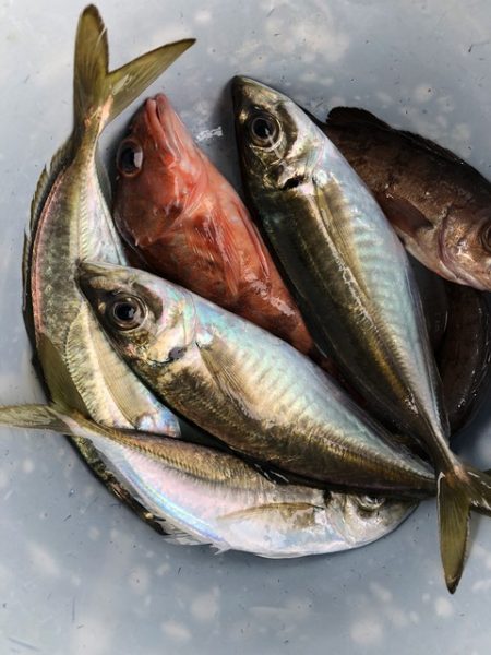 第二辰丸 釣果