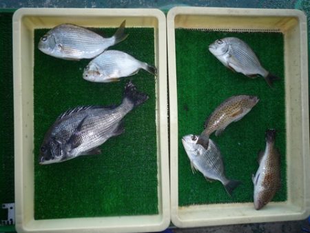 海山フィッシングセンター 釣果