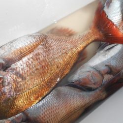 こうゆう丸 釣果