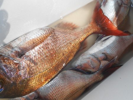 こうゆう丸 釣果