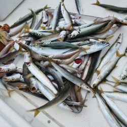 Magic(マジック) 釣果