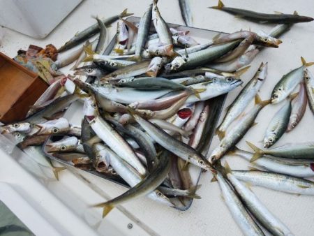 Magic（マジック） 釣果