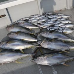 へいみつ丸 釣果