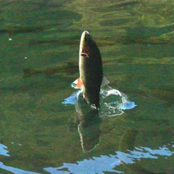 小菅トラウトガーデン 釣果