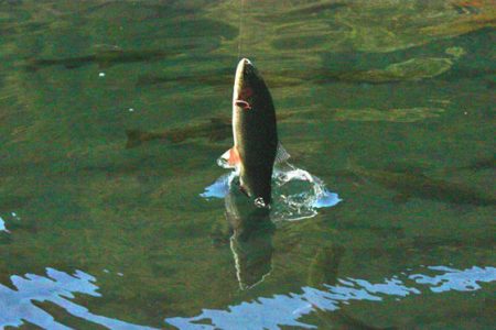 小菅トラウトガーデン 釣果