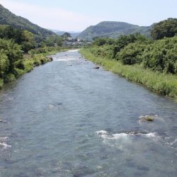 狩野川(狩野川漁業協同組合) 釣果