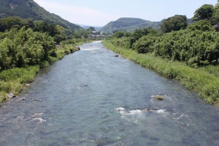 狩野川(狩野川漁業協同組合) 釣果