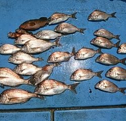 フィッシングガイド りょう 釣果