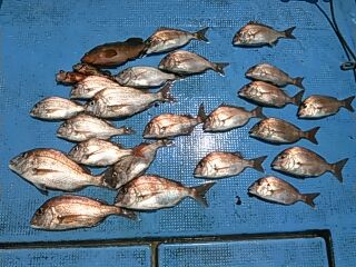 フィッシングガイド りょう 釣果