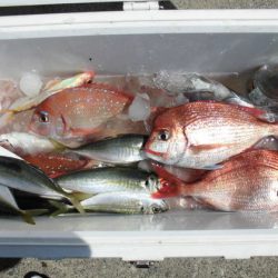 大進丸(新潟) 釣果