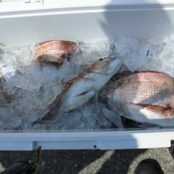 大進丸（新潟） 釣果