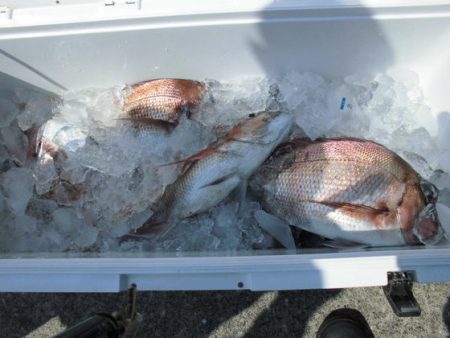 大進丸（新潟） 釣果