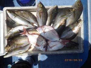 石川丸 釣果