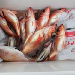 大進丸（新潟） 釣果