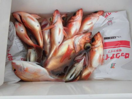 大進丸（新潟） 釣果