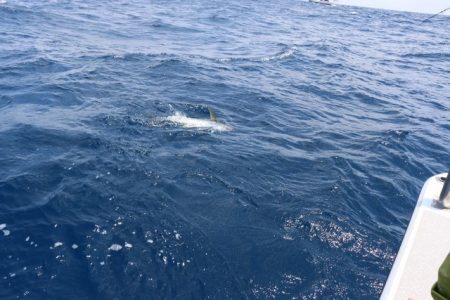 へいみつ丸 釣果