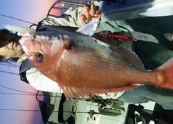 ディープ オーシャン 釣果