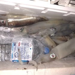 幸風（さちかぜ） 釣果