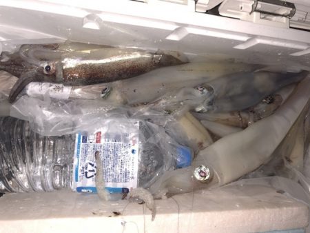 幸風（さちかぜ） 釣果