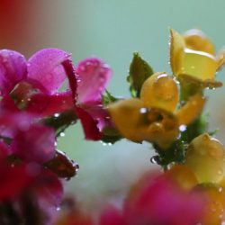 小菅トラウトガーデン 釣果