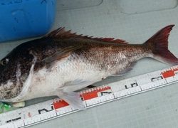 ディープ オーシャン 釣果