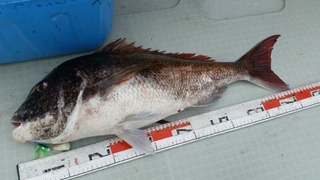 ディープ オーシャン 釣果