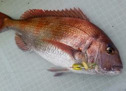 ディープ オーシャン 釣果