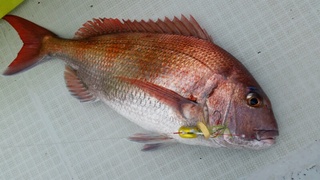 ディープ オーシャン 釣果