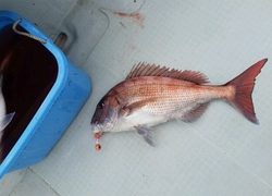 ディープ オーシャン 釣果