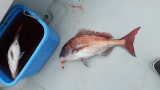 ディープ オーシャン 釣果