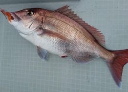 ディープ オーシャン 釣果