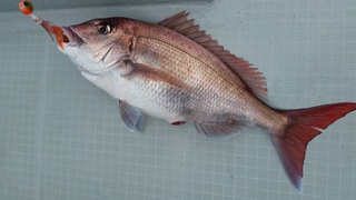 ディープ オーシャン 釣果