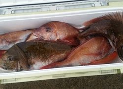 ディープ オーシャン 釣果