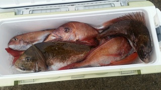 ディープ オーシャン 釣果