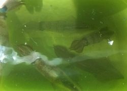 ディープ オーシャン 釣果