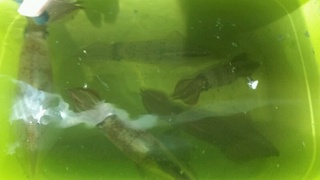 ディープ オーシャン 釣果