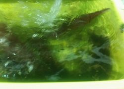 ディープ オーシャン 釣果