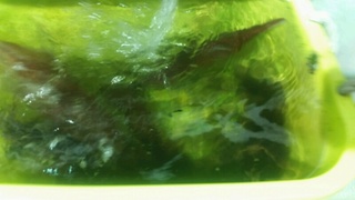 ディープ オーシャン 釣果