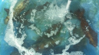 ディープ オーシャン 釣果