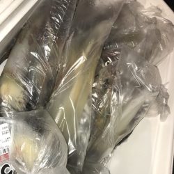 寿裕 （YOSHIHIRO） 釣果