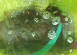 ディープ オーシャン 釣果