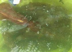 ディープ オーシャン 釣果