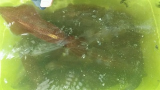 ディープ オーシャン 釣果