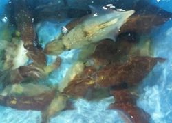 ディープ オーシャン 釣果