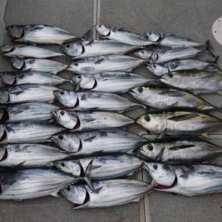 へいみつ丸 釣果