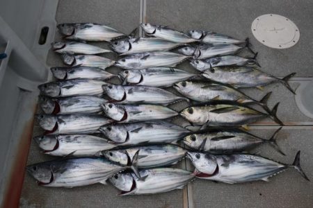 へいみつ丸 釣果