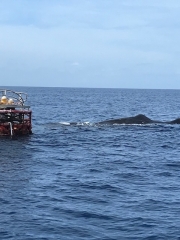 ことぶき丸 釣果