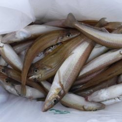 遊漁船 幸友丸 釣果