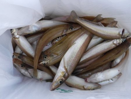 遊漁船 幸友丸 釣果