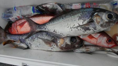 遊漁船 新鋭丸 釣果